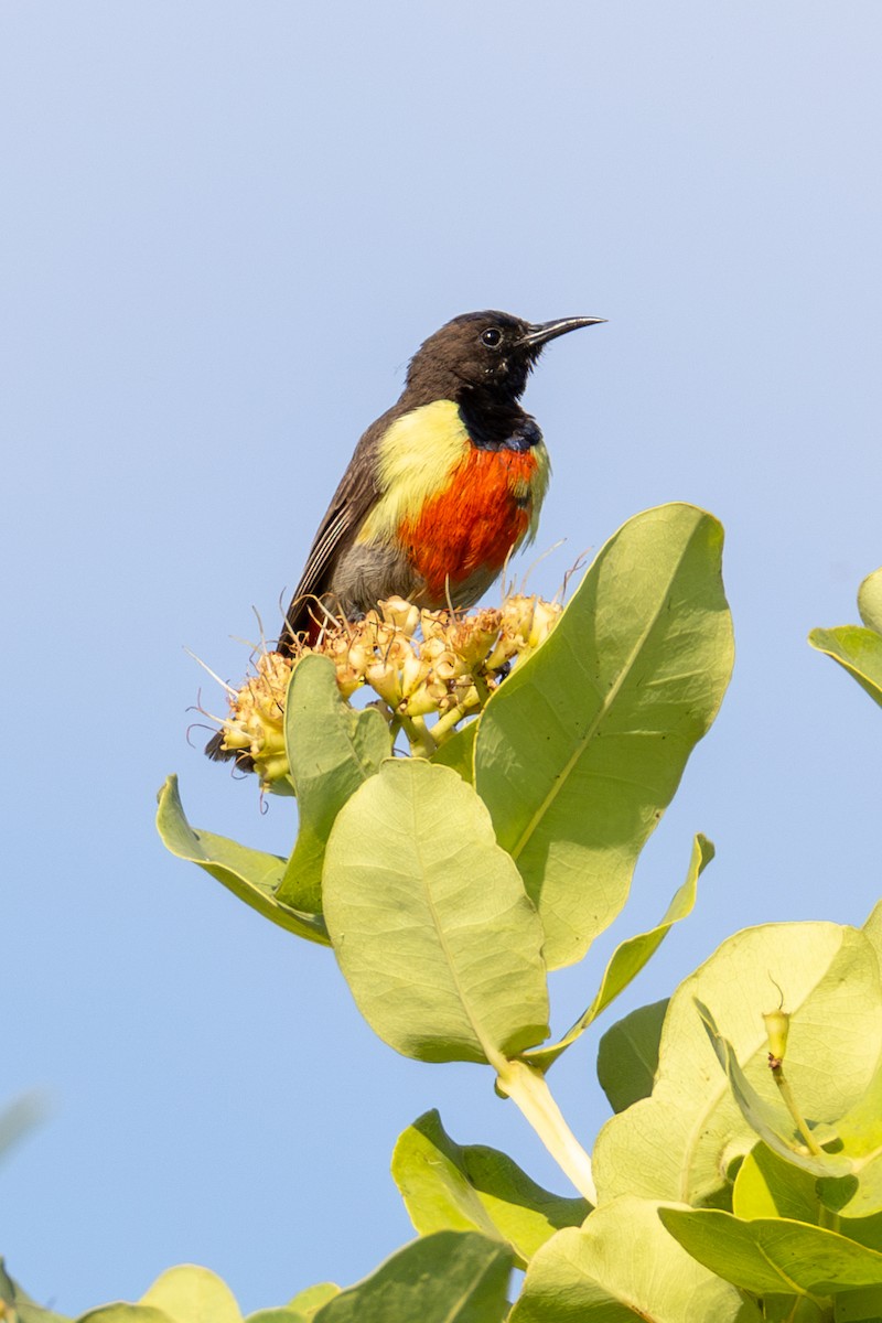 Anchieta's Sunbird - ML625392267