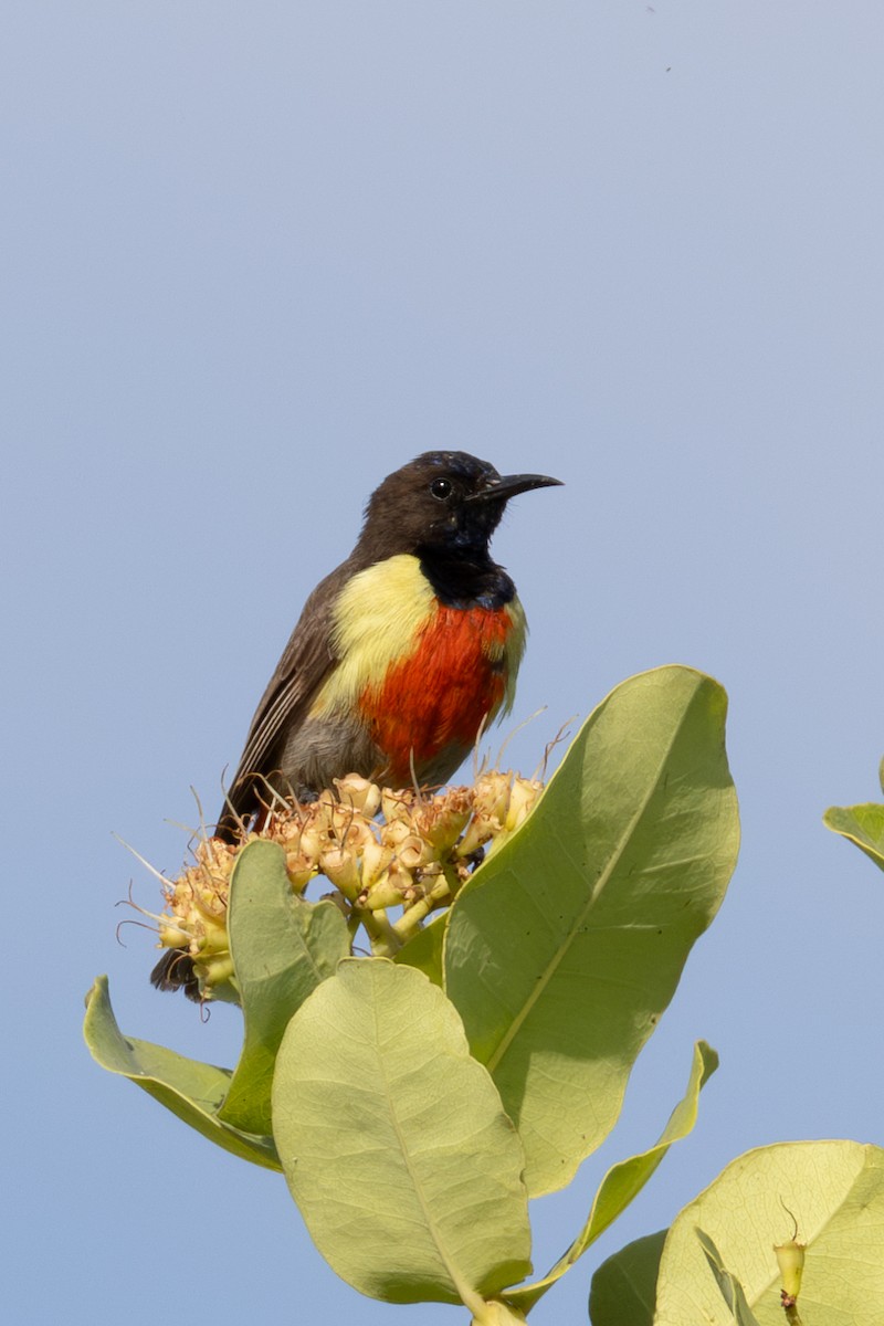 Anchieta's Sunbird - ML625392268