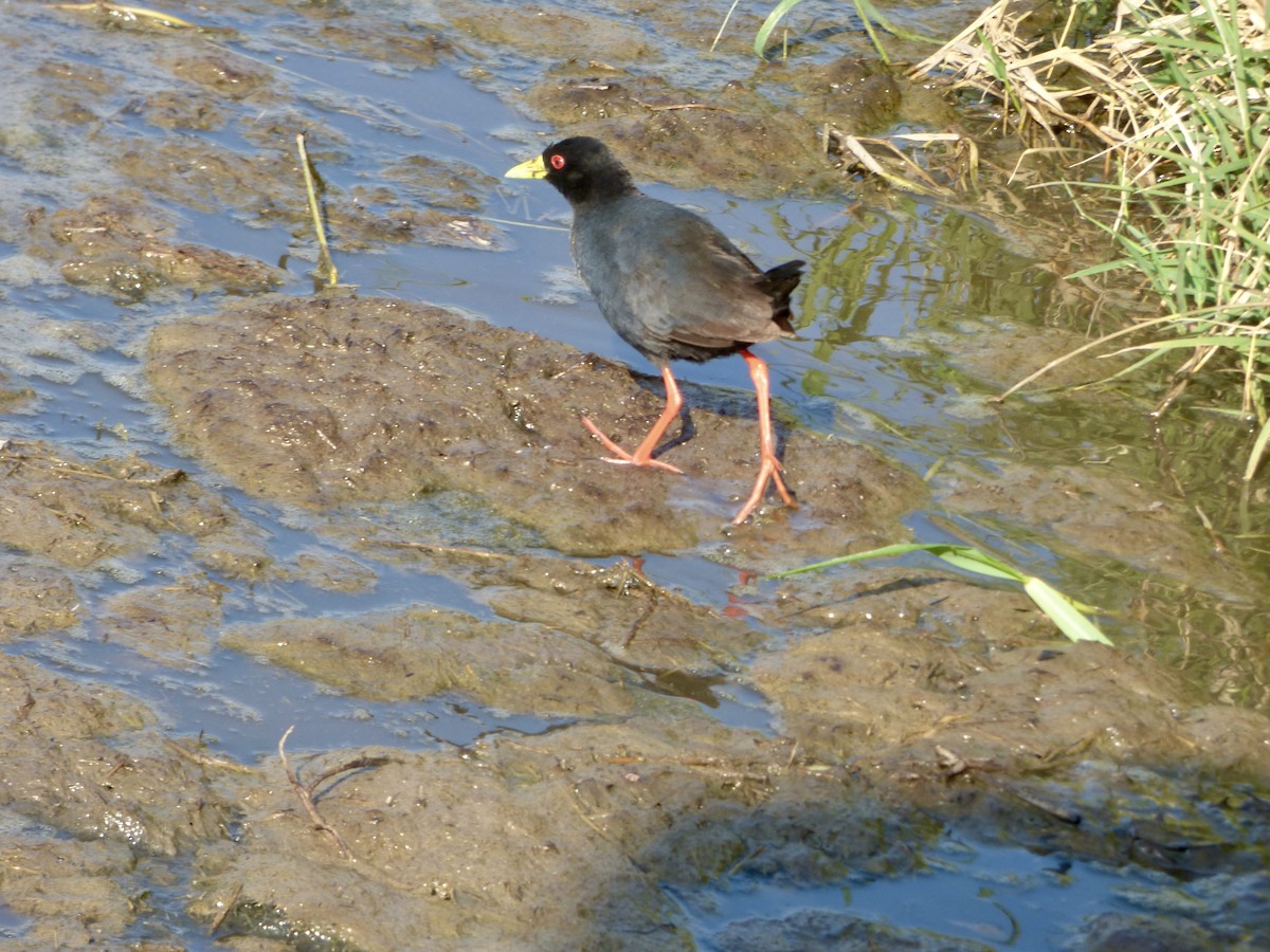 Black Crake - ML625392337