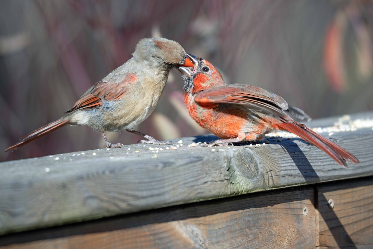 Northern Cardinal - ML625392454