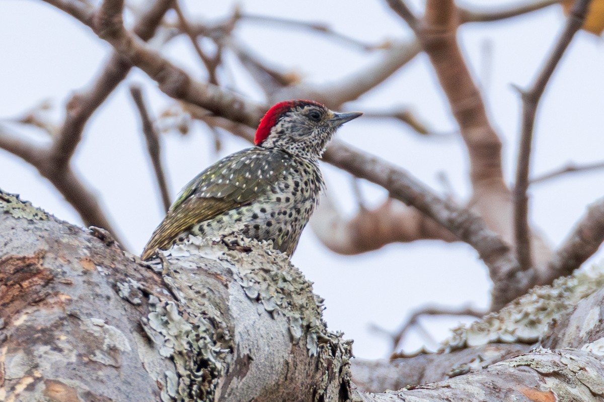 Green-backed Woodpecker (Spot-backed) - ML625392484