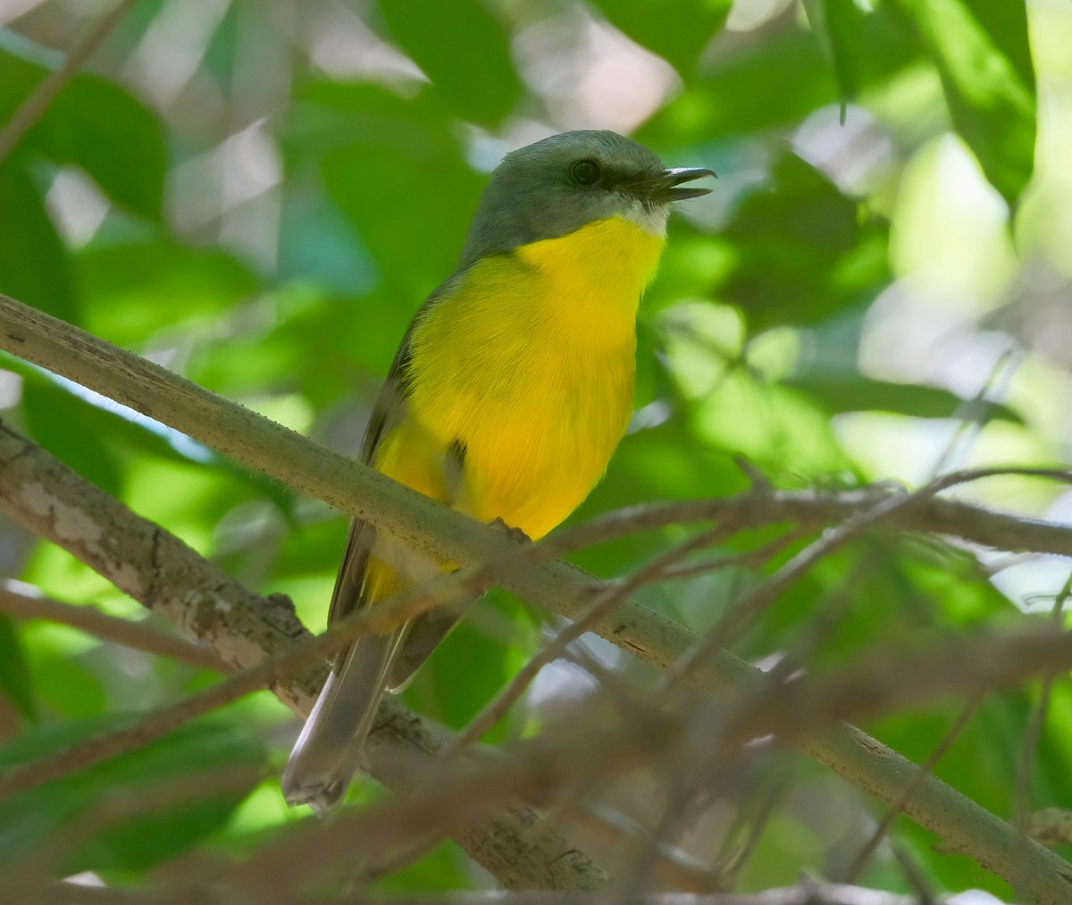 Eastern Yellow Robin - ML625392688