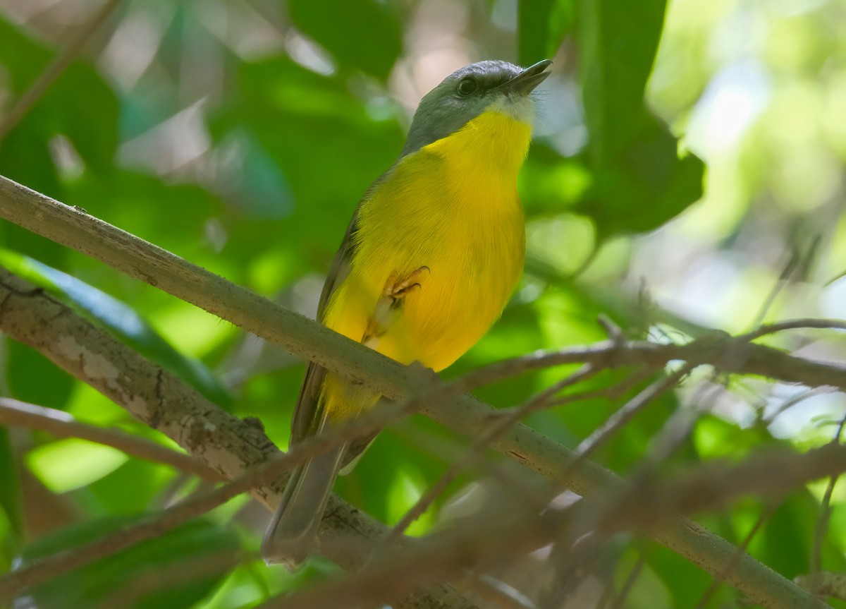 Eastern Yellow Robin - ML625392696