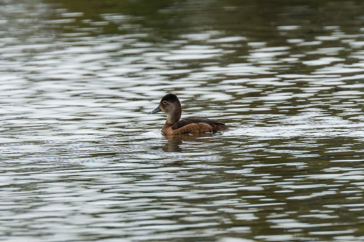 Ring-necked Duck - ML625392722