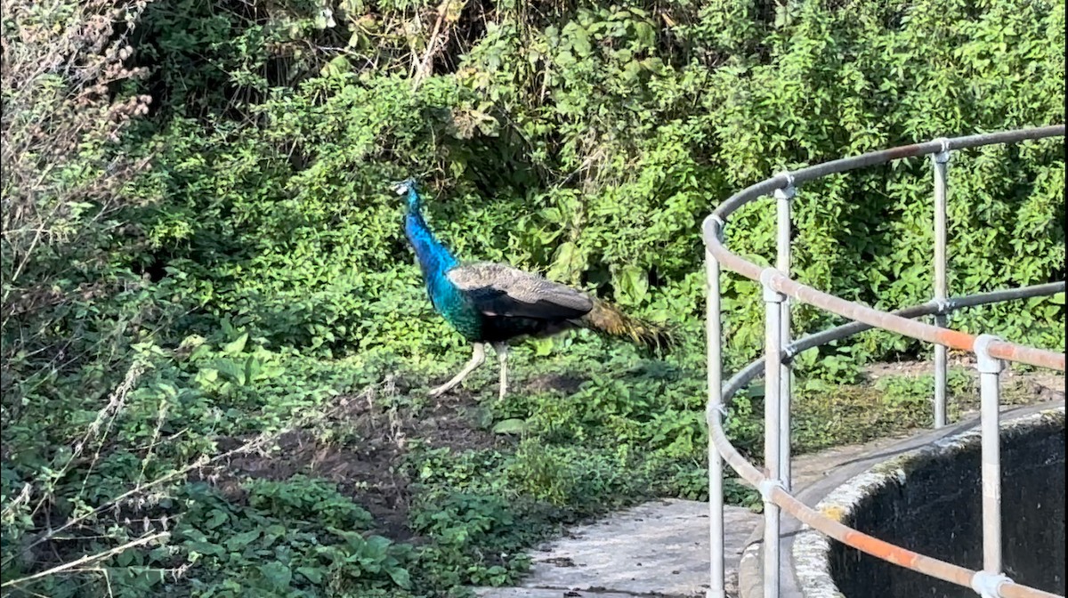 Indian Peafowl - ML625392734