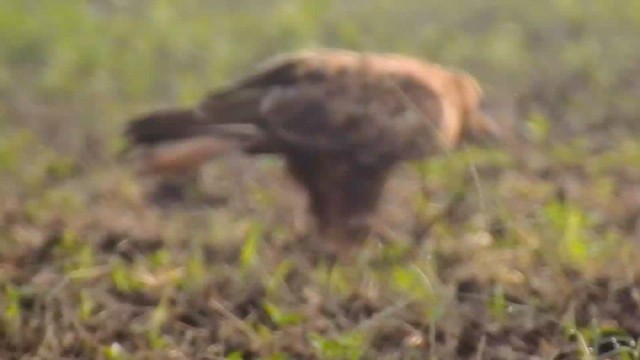 ニシオオノスリ - ML625392769