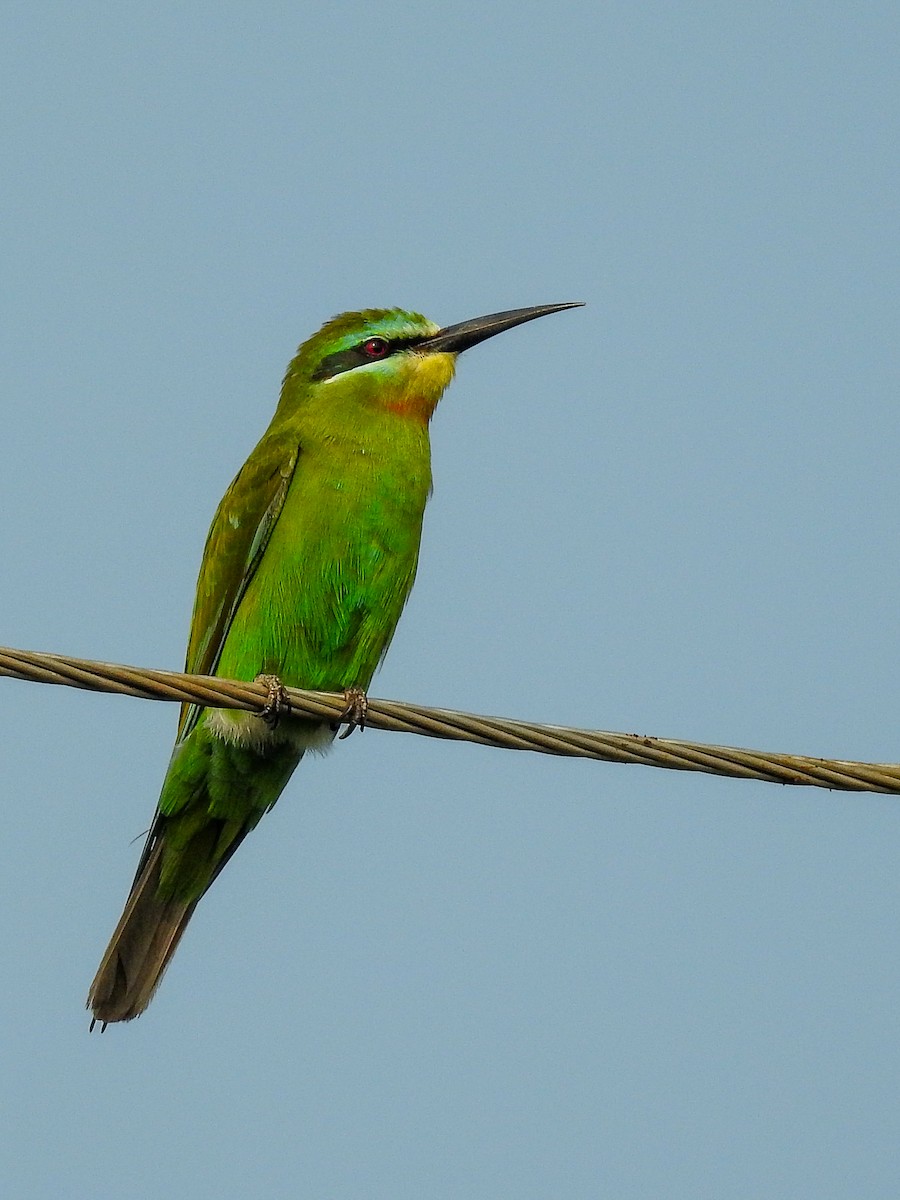 Blue-cheeked Bee-eater - Parag Chaudhari