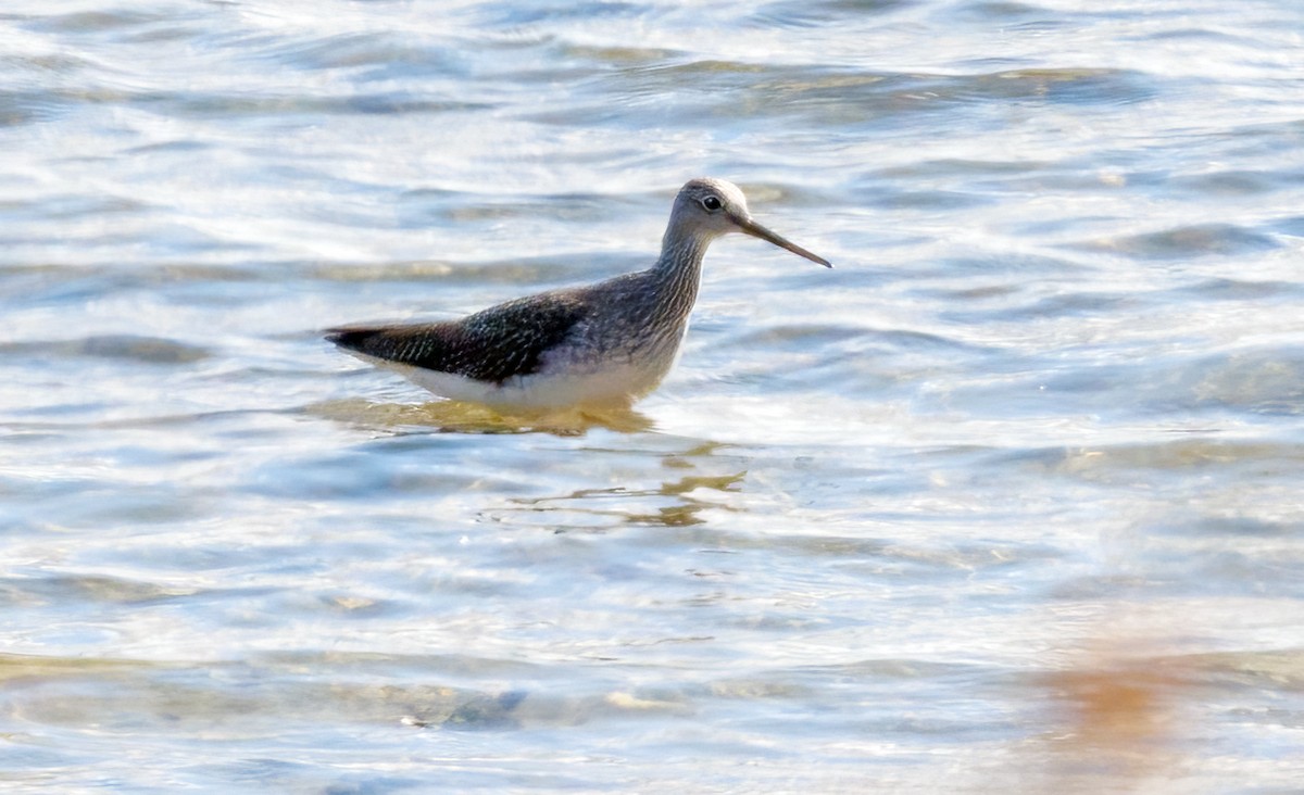 Greater Yellowlegs - ML625392803