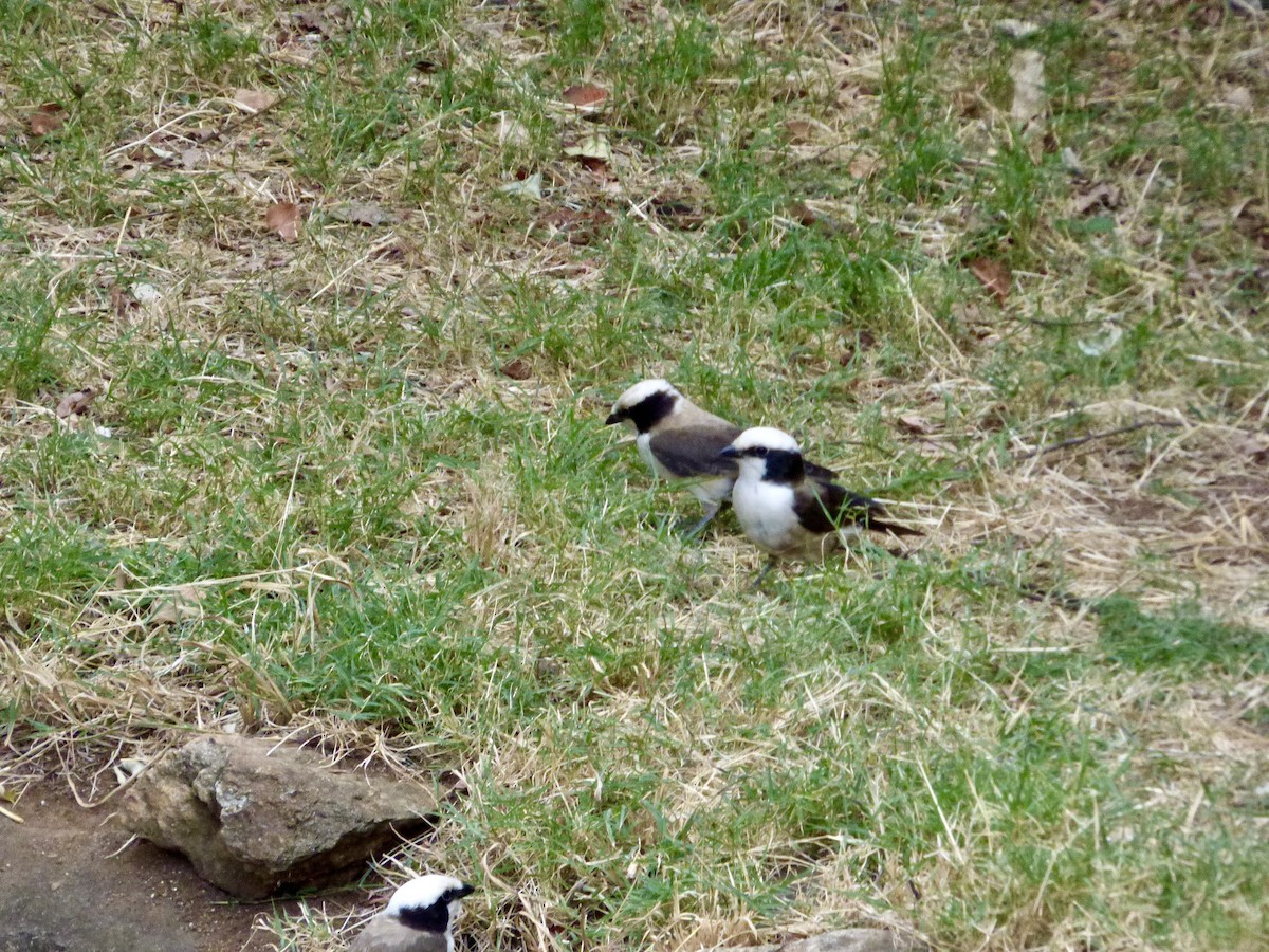 White-rumped Shrike - ML625392812