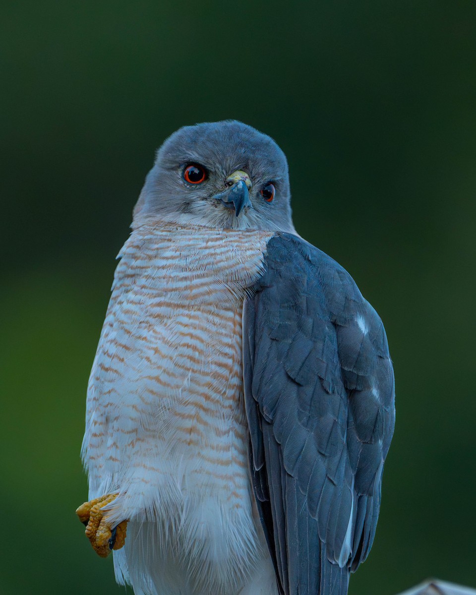 Shikra - ML625392830