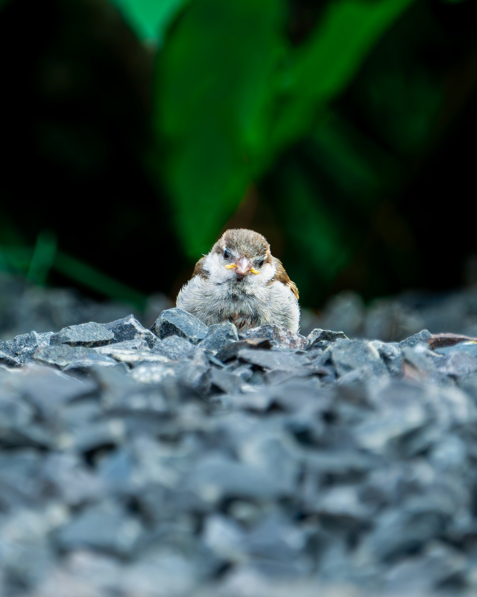 House Sparrow - ML625392840