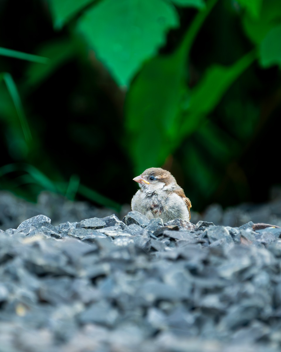 House Sparrow - ML625392841