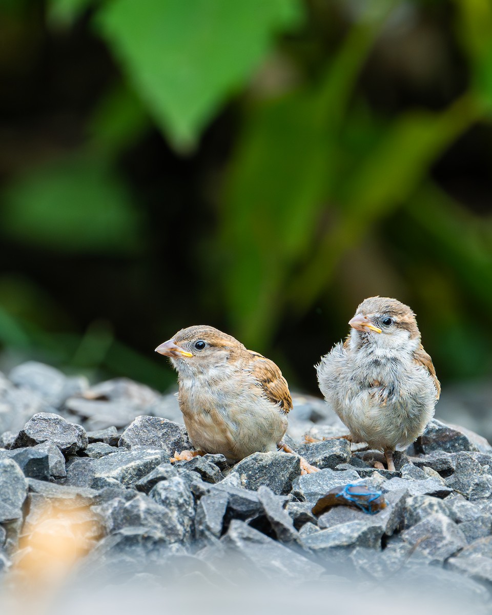 House Sparrow - ML625392842