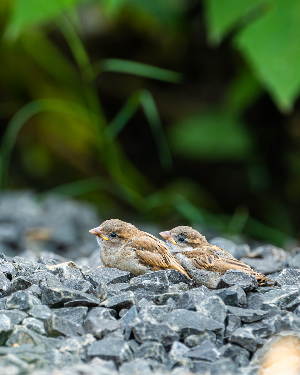 House Sparrow - ML625392843