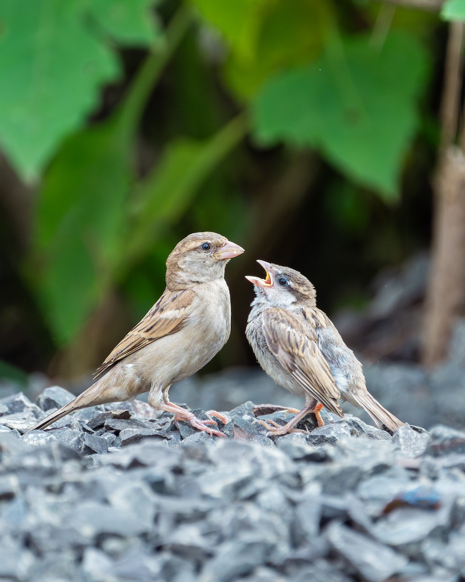House Sparrow - ML625392844