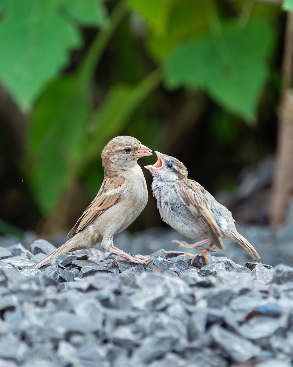 House Sparrow - ML625392845