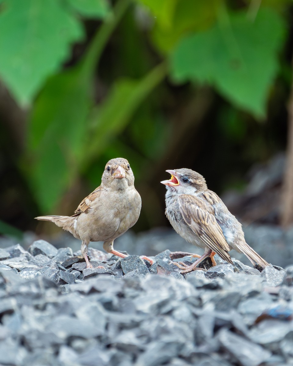 House Sparrow - ML625392846