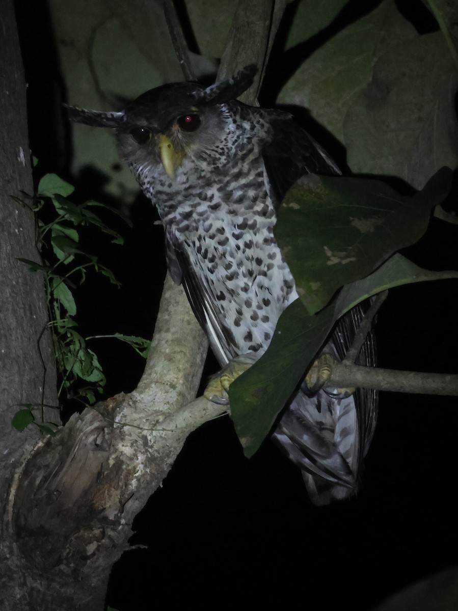 Spot-bellied Eagle-Owl - ML625392983