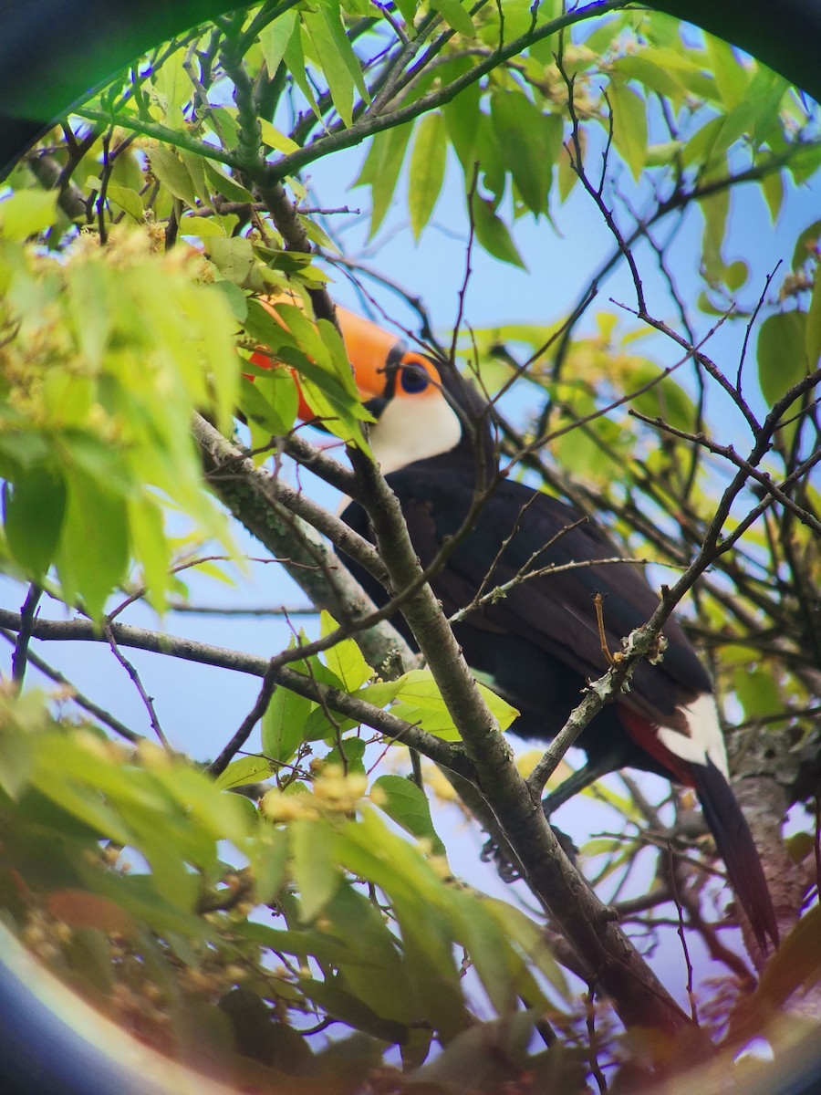 Toco Toucan - ML625393001