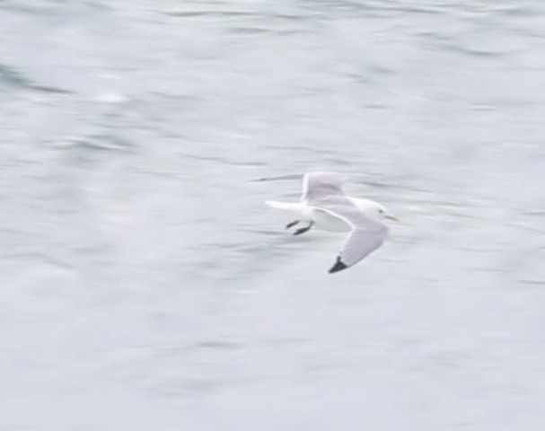 Black-legged Kittiwake - ML625393062