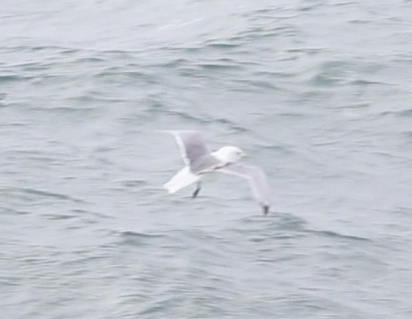 Black-legged Kittiwake - ML625393063