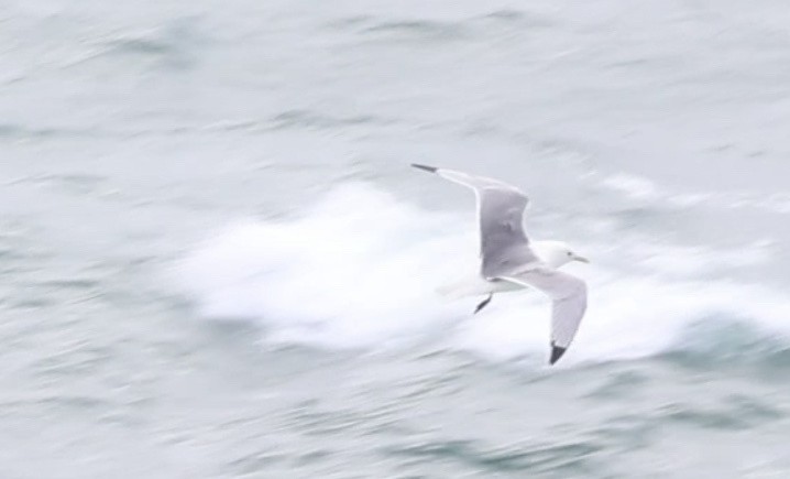 Black-legged Kittiwake - ML625393064