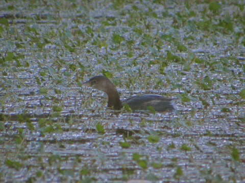 オビハシカイツブリ - ML625393213