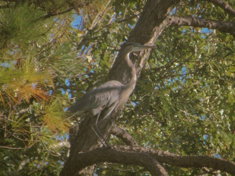 オオアオサギ - ML625393214