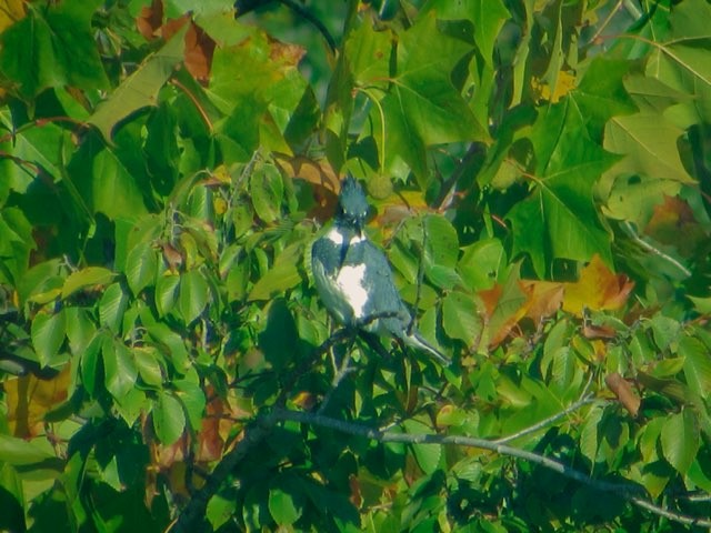 アメリカヤマセミ - ML625393222