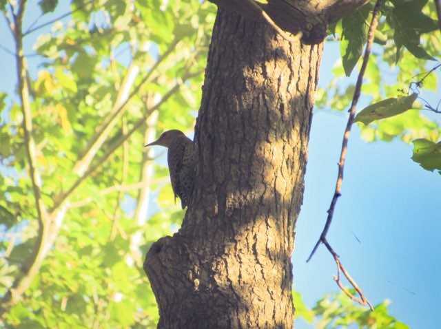 ハシボソキツツキ - ML625393229