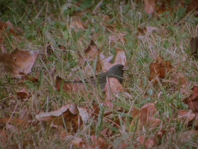 ユキヒメドリ - ML625393230