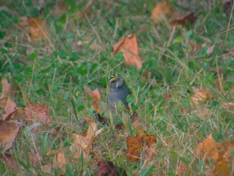 ノドジロシトド - ML625393231