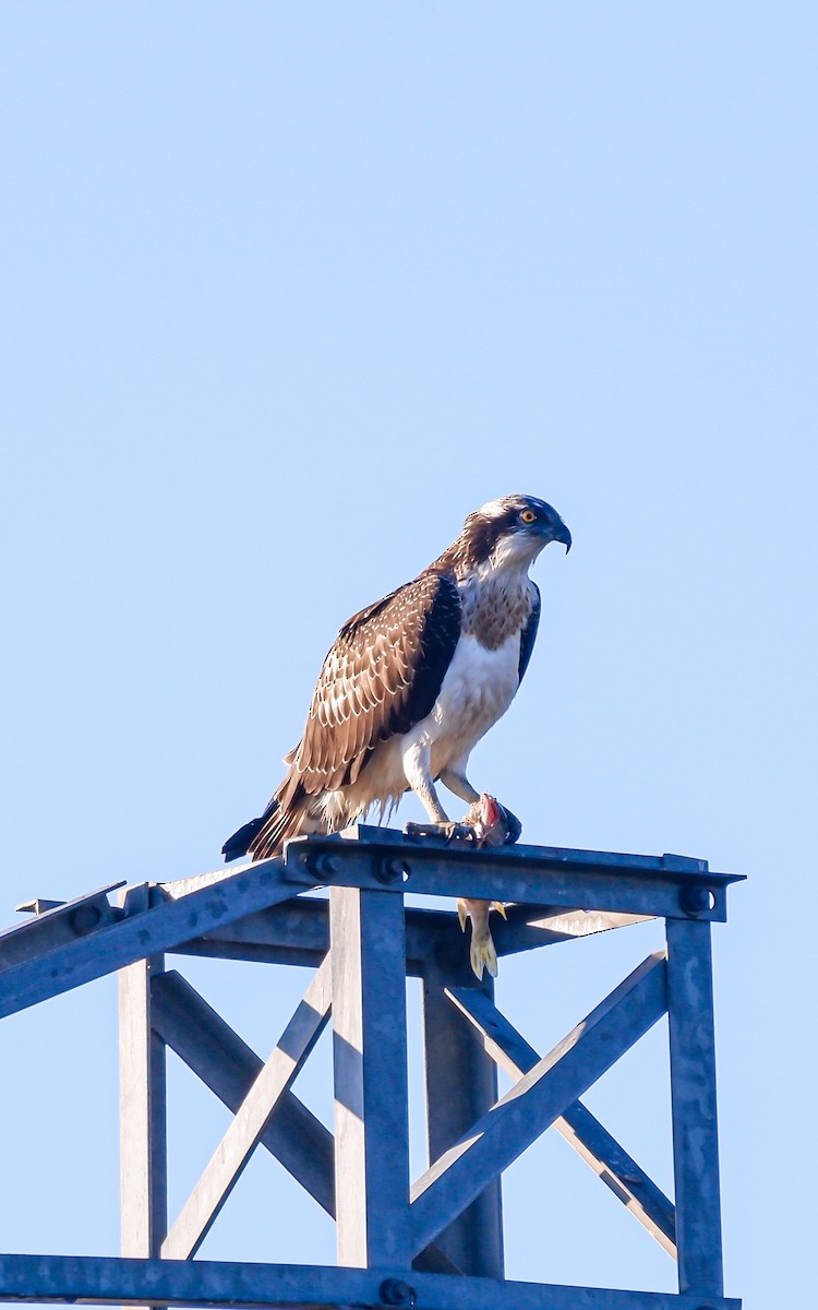 Osprey - ML625393281