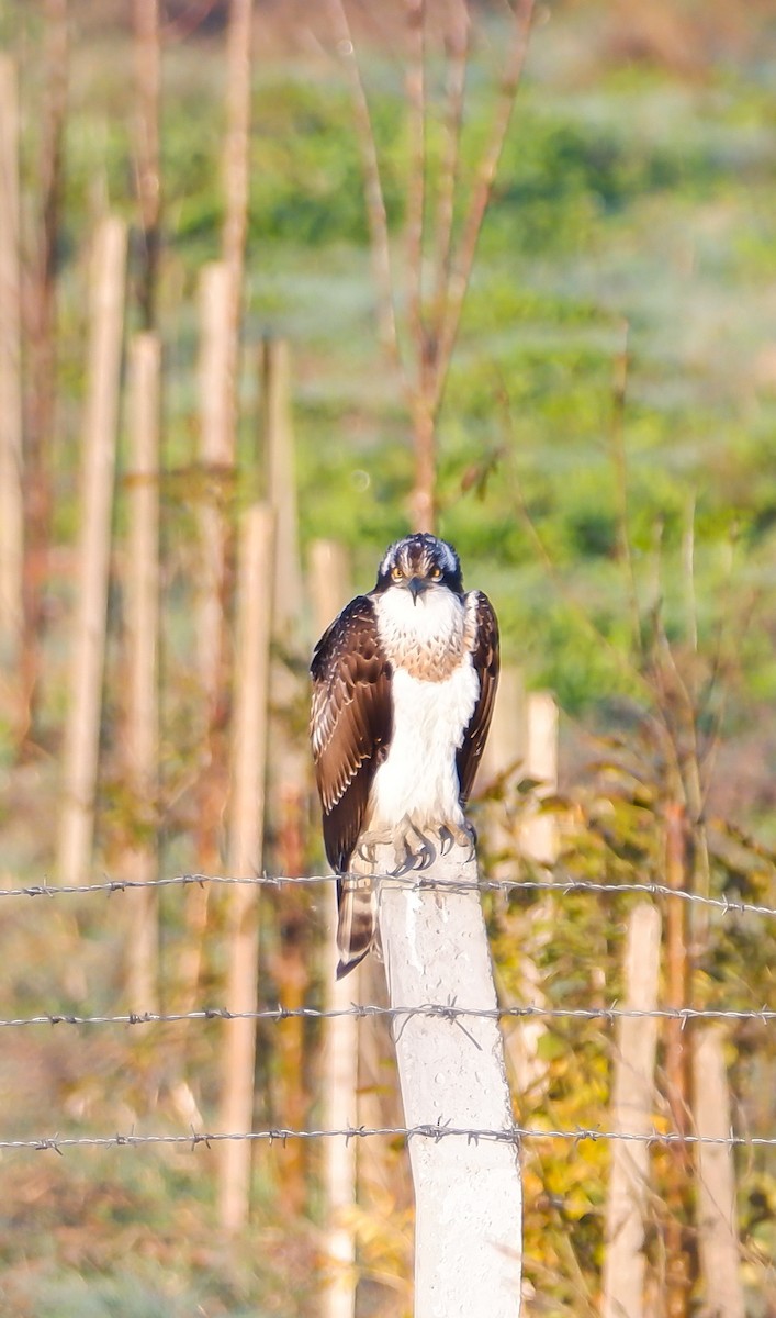 Osprey - ML625393282