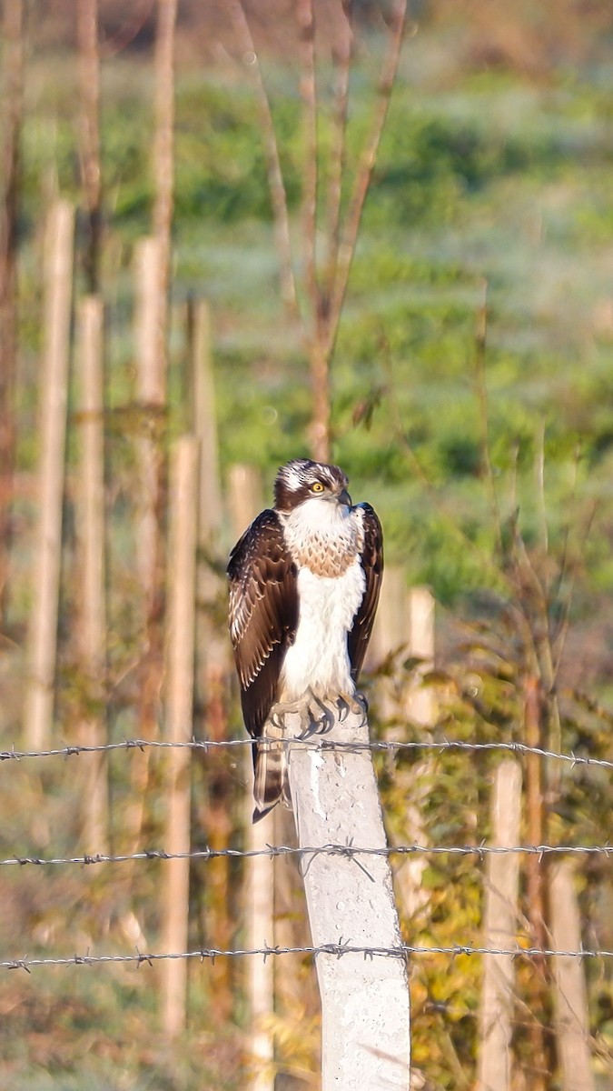 Osprey - ML625393283