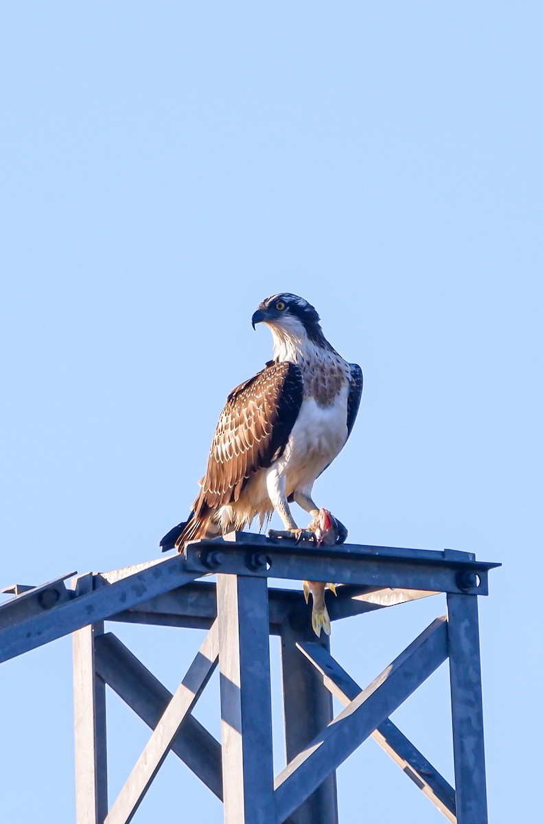 Osprey - ML625393284