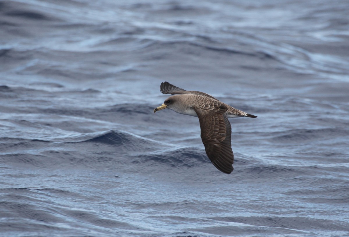 Cory's Shearwater - ML625393328