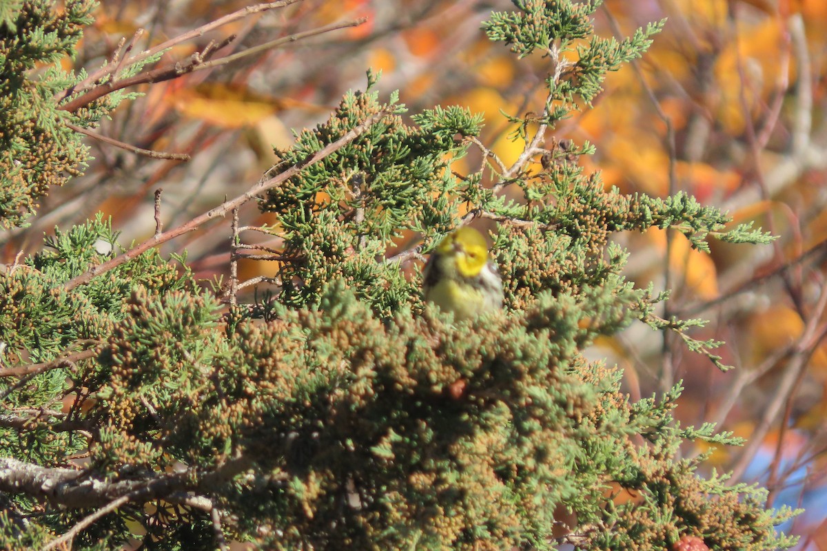 Black-throated Green Warbler - ML625393366