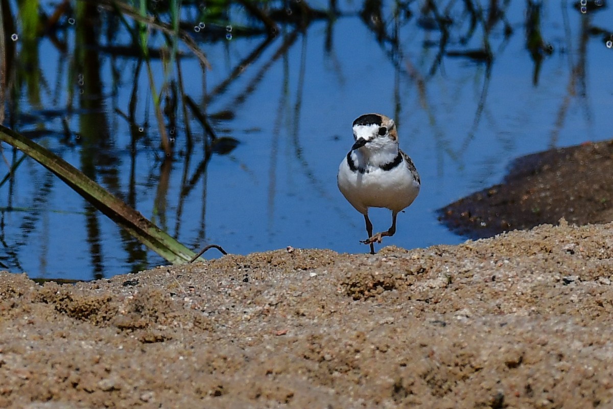 Collared Plover - ML625393405