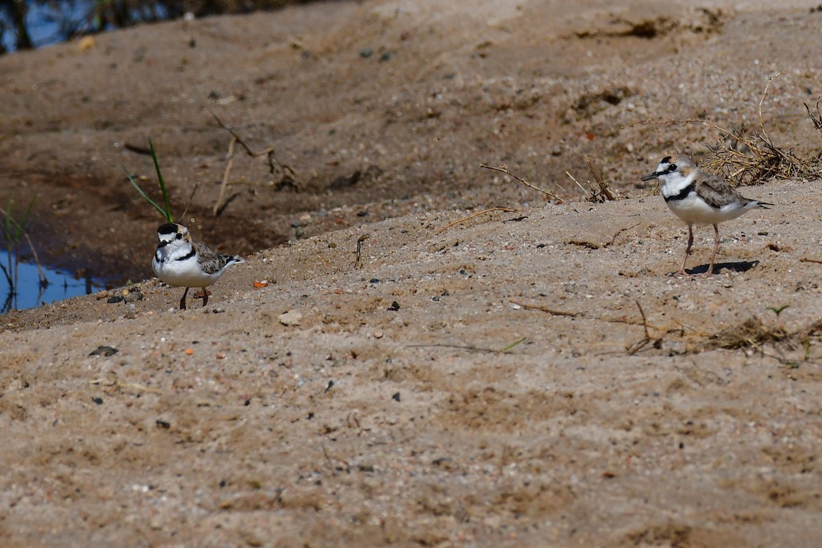 Collared Plover - ML625393406