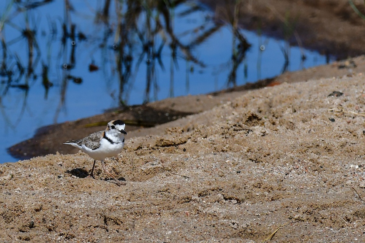 Collared Plover - ML625393407