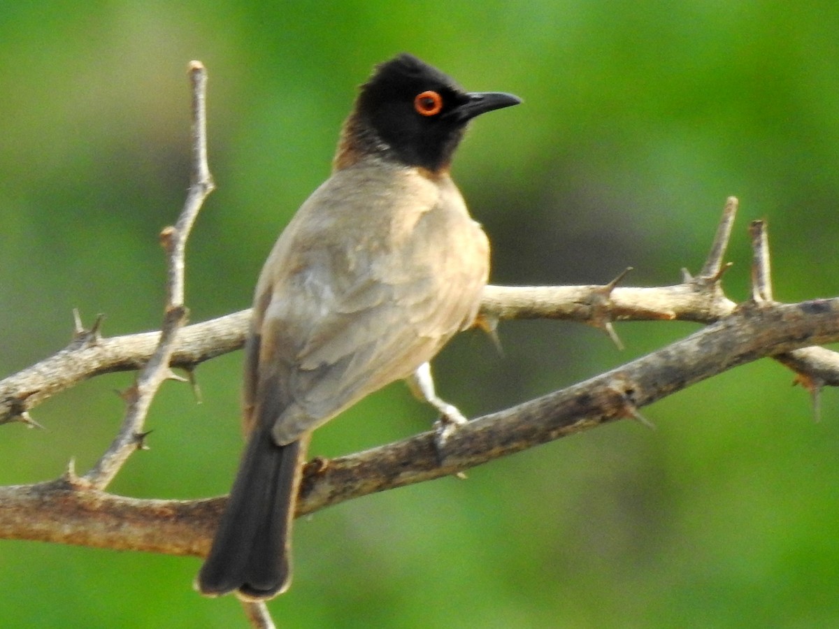 Black-fronted Bulbul - ML625393412