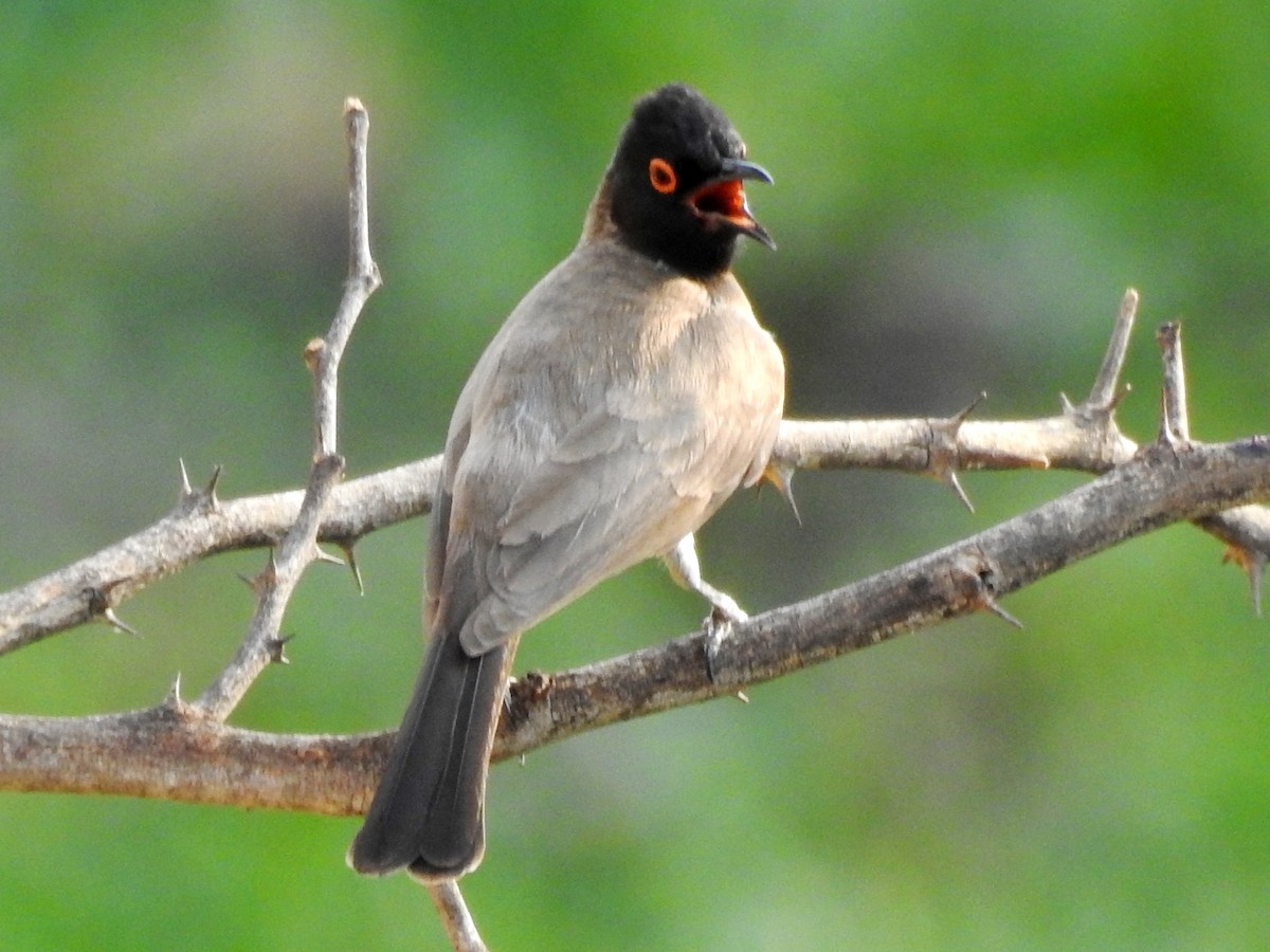 Black-fronted Bulbul - ML625393413