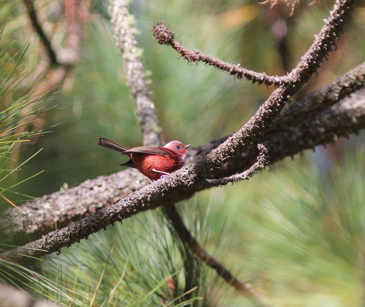 Pink-headed Warbler - ML625393440