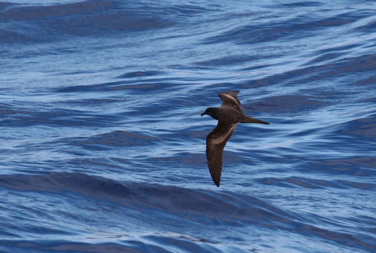 Bulwer's Petrel - ML625393455