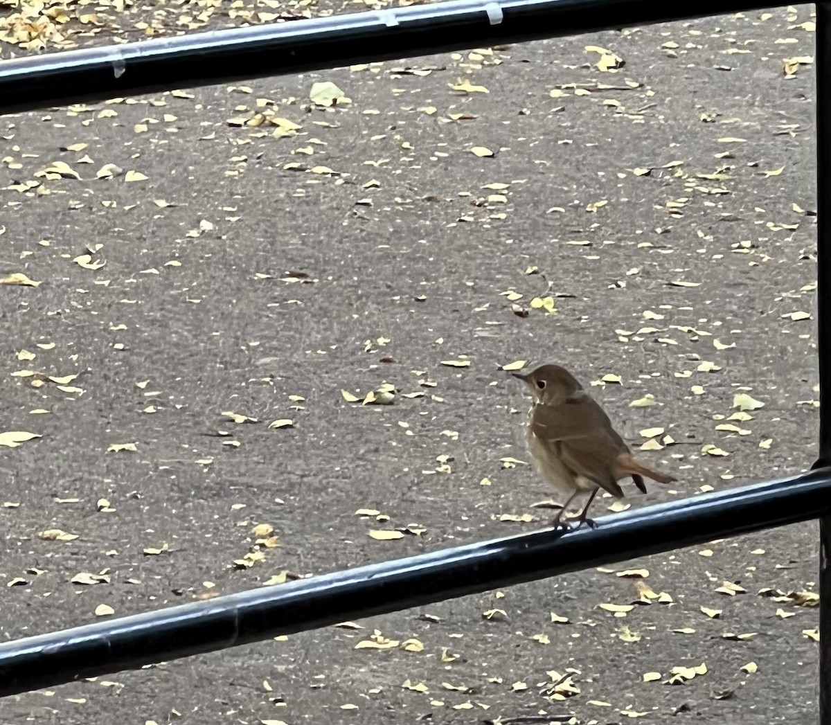 Hermit Thrush - ML625393472
