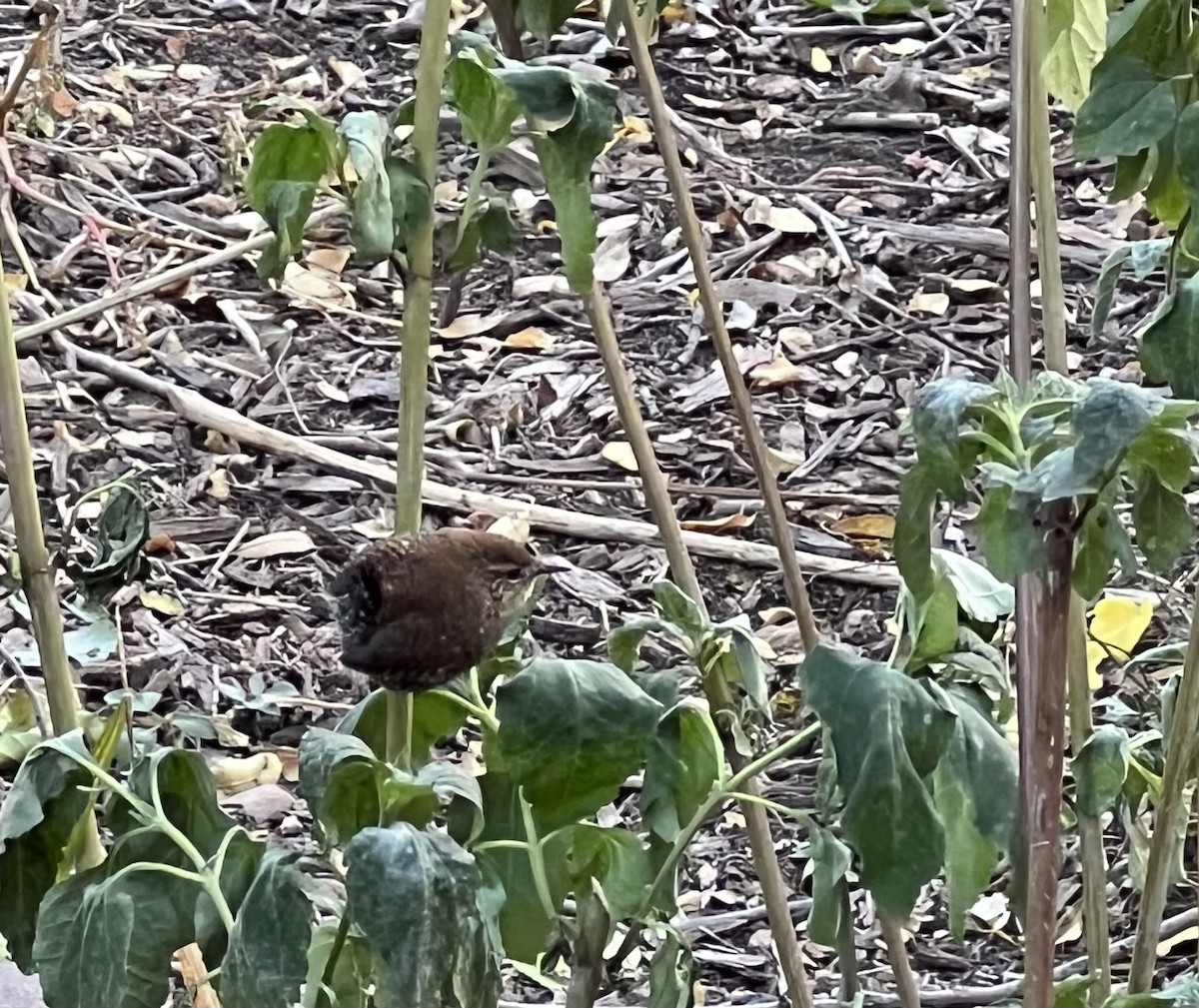 Winter Wren - ML625393477