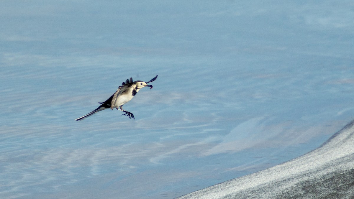 White Wagtail - ML625393497