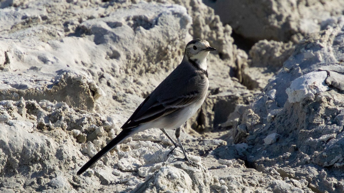 White Wagtail - ML625393498