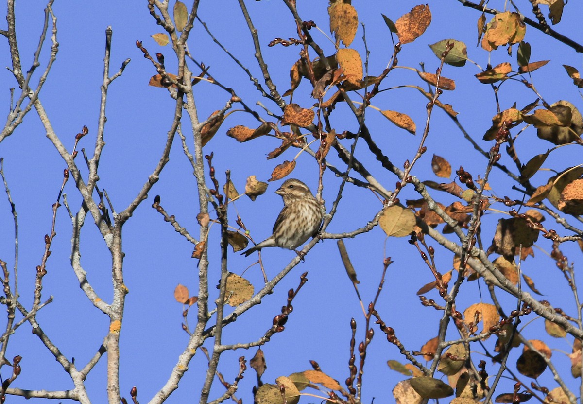 Purple Finch - ML625393610